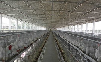 How to reduce the prevalence of broilers in chicken cage far
